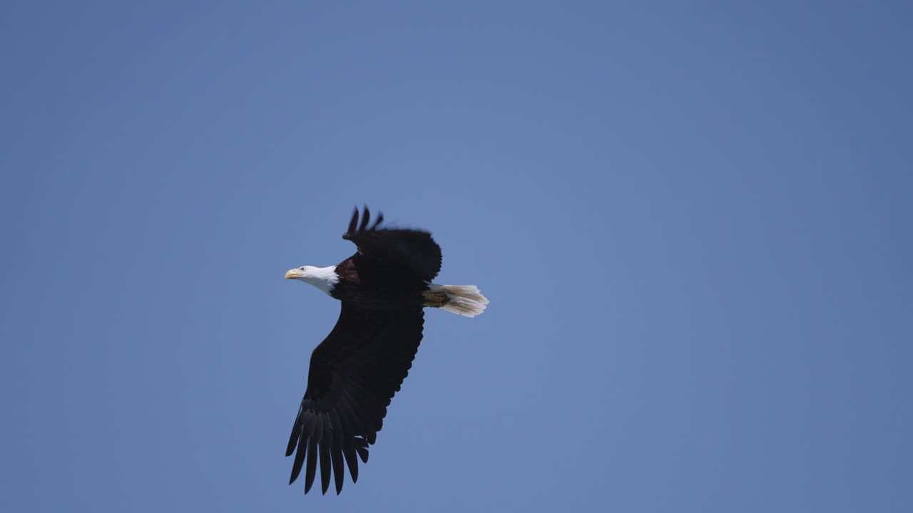 Un'aquila che vola nella Columbia Britannica, Canada, sull'oceano in cerca di pesce.