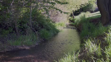 Un-Arroyo-Suave-Fluye-A-Través-De-Un-Bosque-En-Un-Hermoso-Día-De-Primavera