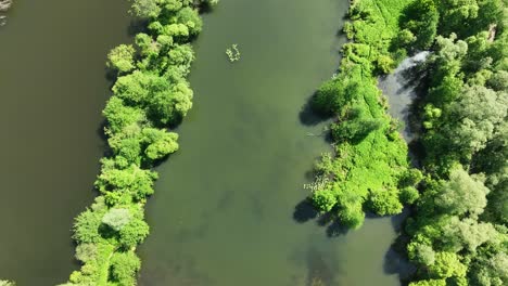 pure unspoiled pond water and lush wetland vegetation, freshwater reservoir aerial top down