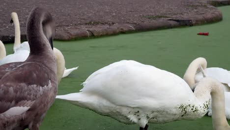 schwarm britischer schwäne und gänse fressen und schwimmen im grünen flusswasser des kanals