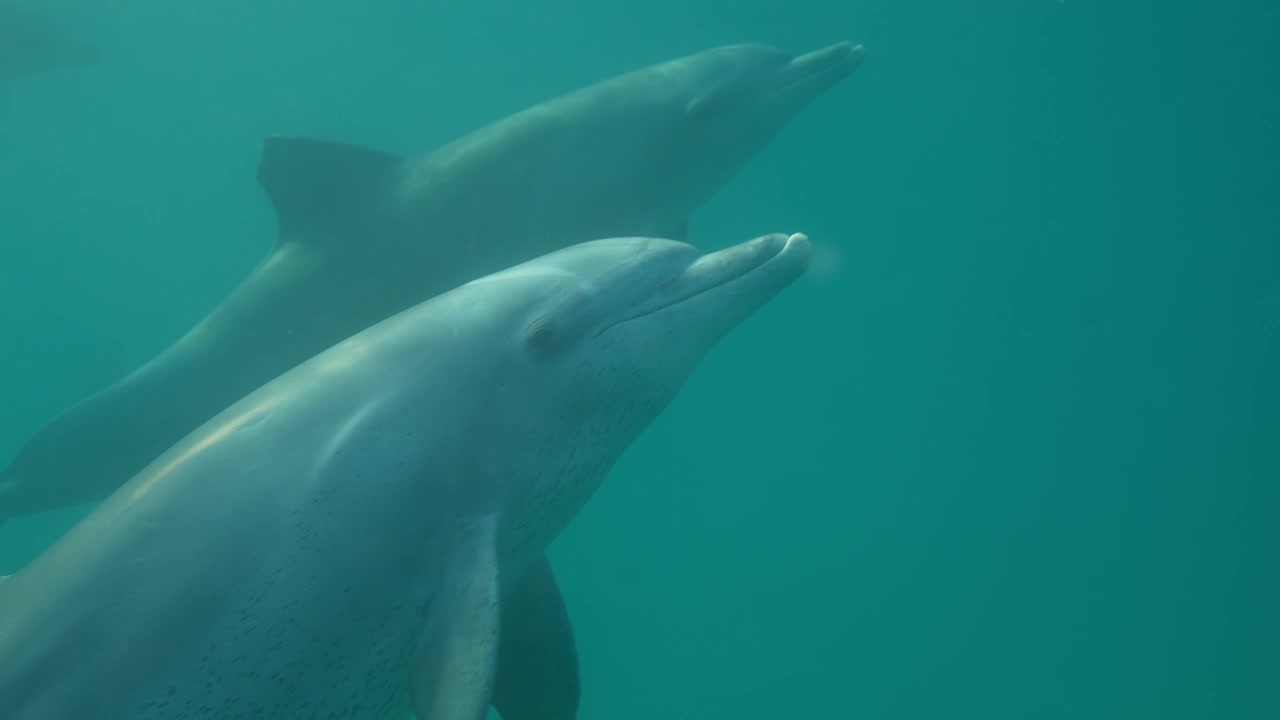 Delfini che passano davanti alla telecamera sott'acqua con una luce splendida e visibilità cristallina