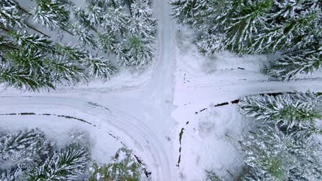 Cruce-De-Caminos-En-El-Bosque