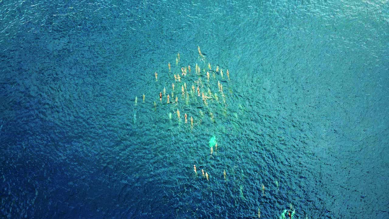 맑고 깊고 푸른 바다를 가로질러 빠르게 점프하고 수영하는 스피너 돌고래 - 공중 촬영