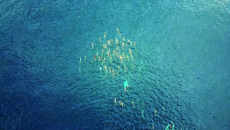 Delfines-Giradores-Saltando-Y-Nadando-Rápido-A-Través-Del-Océano-Azul-Claro-Y-Profundo---Toma-Aérea