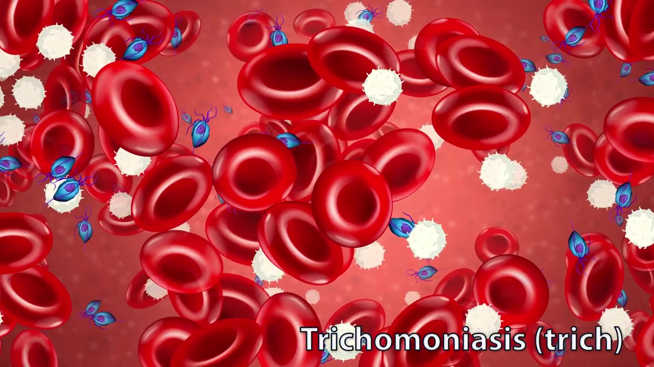 Medical 3D animation showing Trichomonas vaginalis parasites moving through red and white blood cells.