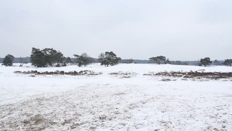 snow covered sanddunes with trees