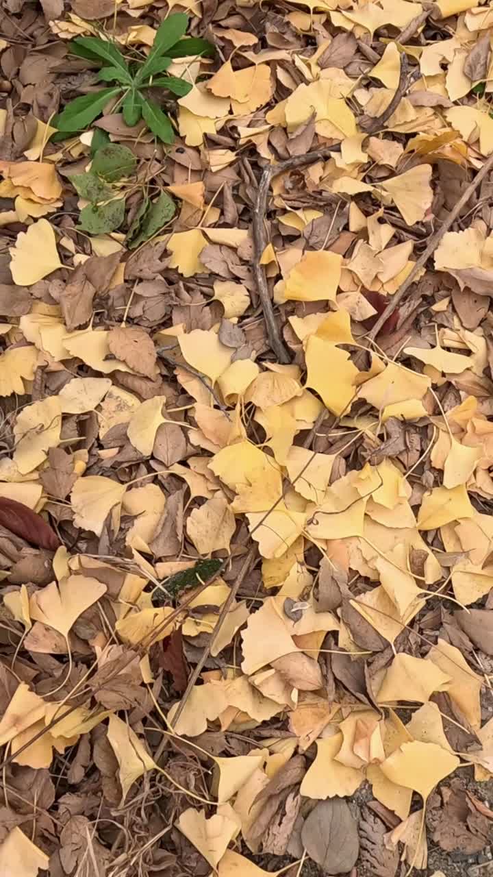 las hojas descienden y se acumulan en el suelo