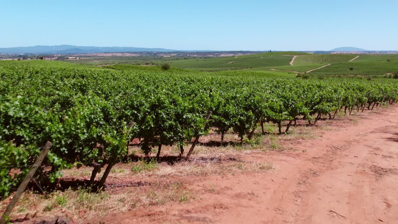 hermosa vista de líneas plantadas de árboles orgánicos de uva en viñedo, cauquenes, valle del maule, chile