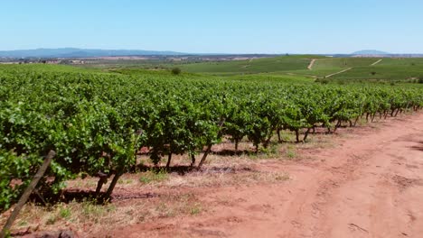 Hermosa-Vista-De-Líneas-Plantadas-De-árboles-Orgánicos-De-Uva-En-Viñedo,-Cauquenes,-Valle-Del-Maule,-Chile