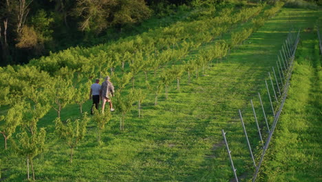 peach orchard workers