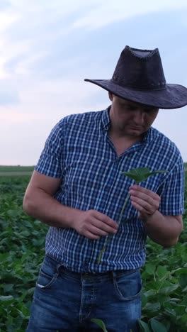 American Farmer in a Cowboy Hat among Plantations of Agricultural Plants American Farmer in a Cowboy Hat among Plantations of Agricultural Plants Young Soybean Organic Products