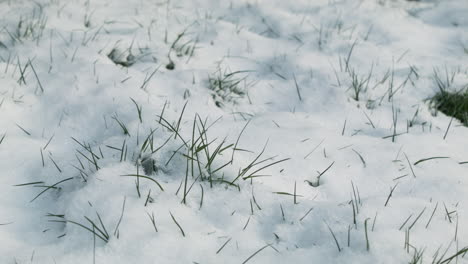 春天被雪覆蓋的草地