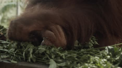 orangután sentado en el nido, cerca de los pies y las manos en las hojas