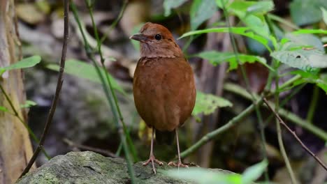 La-Pitta-De-Nuca-Oxidada-Es-Un-Ave-Confiada-Que-Se-Encuentra-En-Hábitats-De-Bosques-Montañosos-De-Gran-Altura,-Hay-Muchos-Lugares-En-Tailandia-Para-Encontrar-Esta-Ave