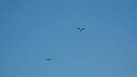 Two Southern Lapwings Flying in Clear Blue Sky – Vanellus chilensis in Natural Habitat - Native Bird of South America. Paraguay
