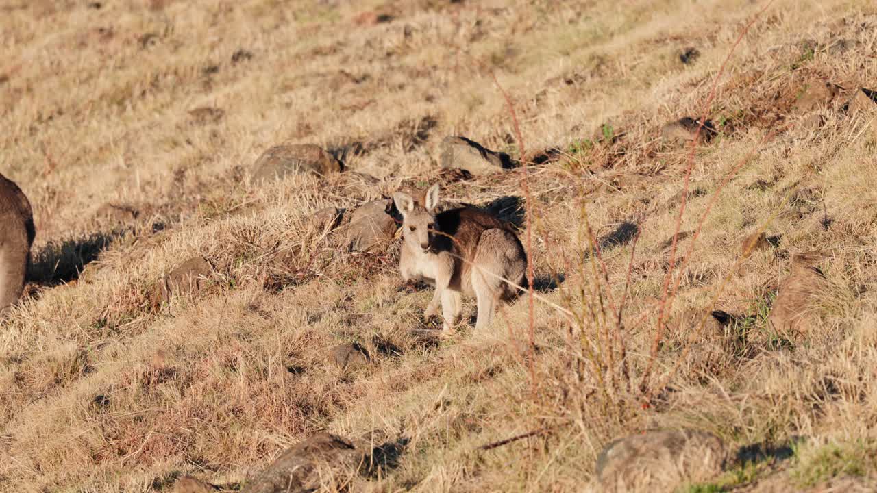A small kangaroo chews quietly on grass in early light, capturing the gentle charm of Australian nature at sunrise