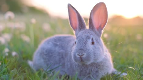 a domestic rabbit walking through the grass in the garden vertical video