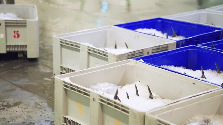 Fresh Fish Packed in Ice Crates at a Seafood Market
