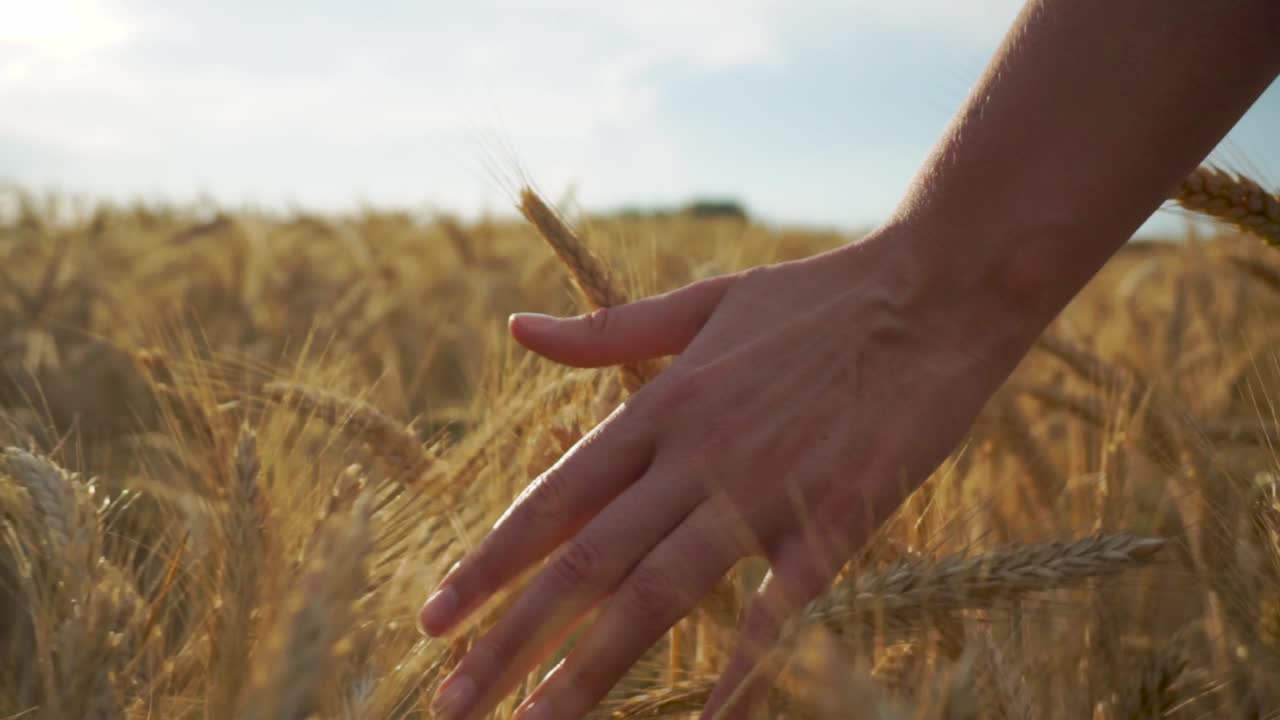 Woman in Shorts Runs Her Hand Through Golden Wheat