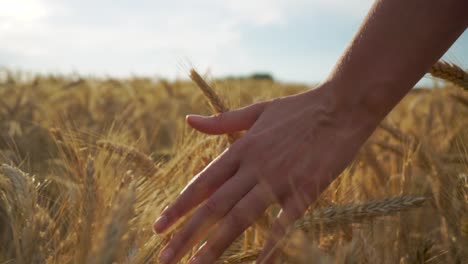 Woman-in-Shorts-Runs-Her-Hand-Through-Golden-Wheat