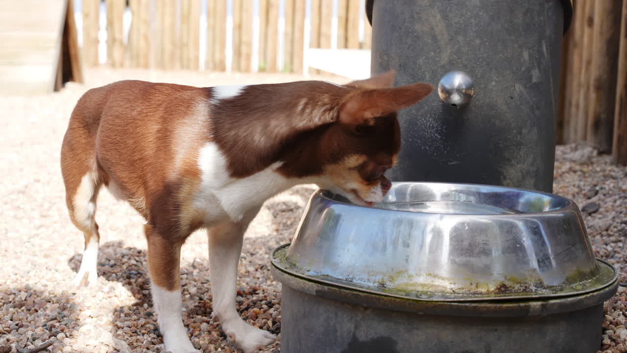 Brown and white chihuahua drinking water from metal bowl in outdoor dog park on gravel