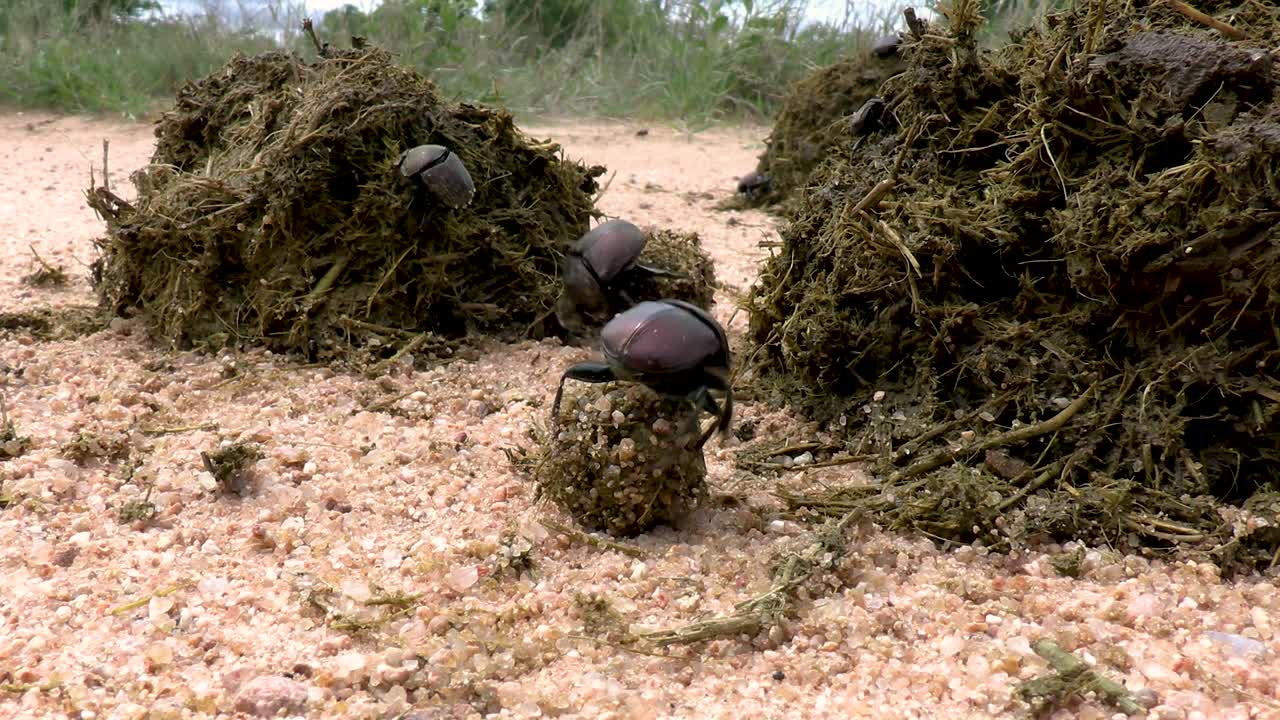 A smooth and steady close up view of Dung Beetles fighting on the South African Savanah