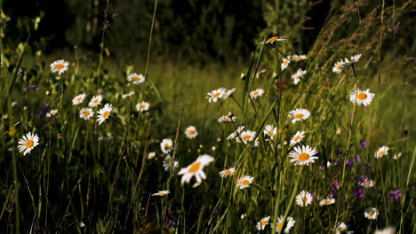 daisy field in summer