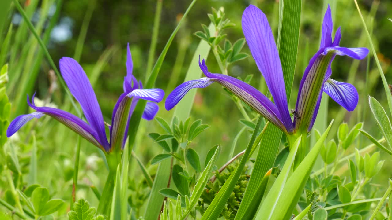 봄 야생화 야생 홍채