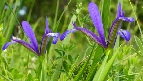 Frühling-Wilde-Blume-Wilde-Iris