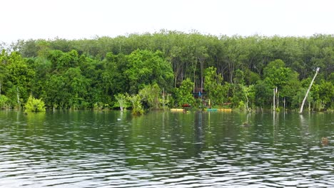 scenic kayak journey in lush krabi mangrove canal with clear water