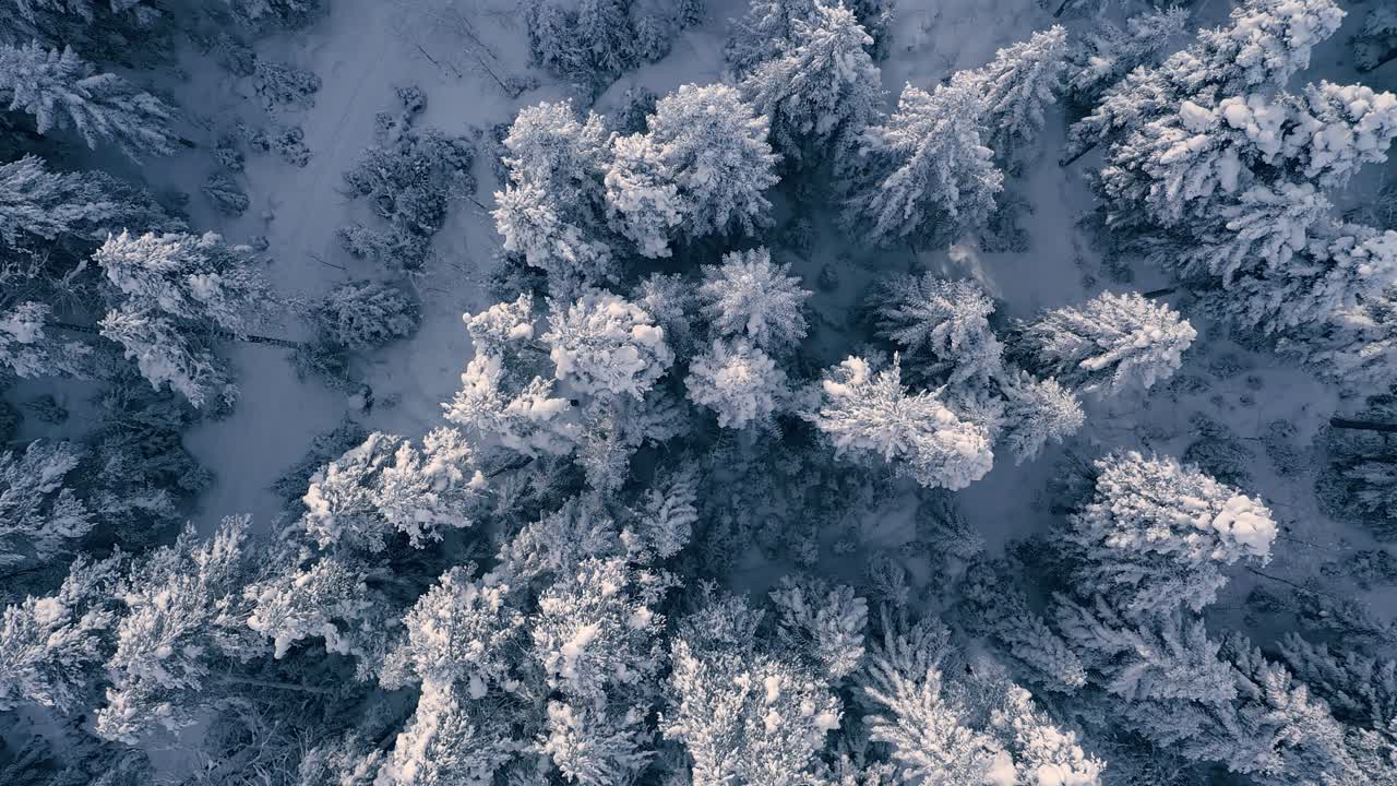 Vakker snødekt skog om vinteren. Svevende over snødekte furutrær