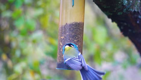 hd super slow motion footage of birds flying to a bird feeder and eating seeds