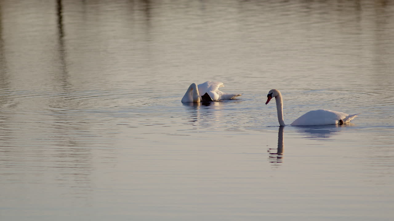 Slow motion dawn footage of swans performing mating displays, cinematic style.