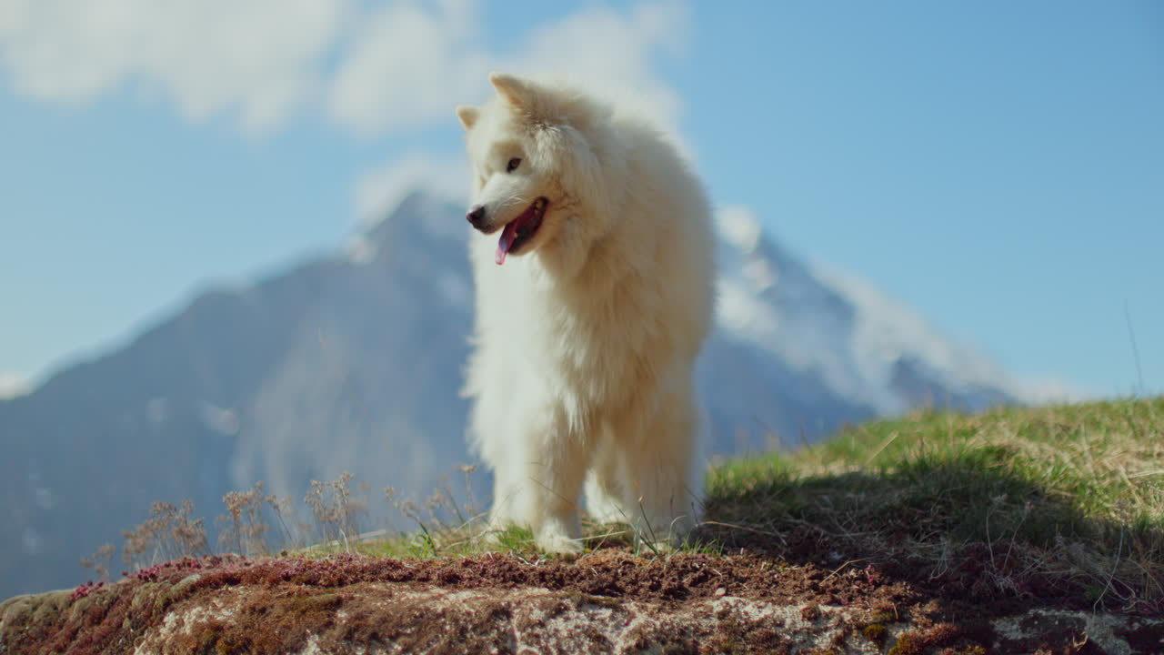 Samoyed and Shetland Sheepdog playing joyfully on a mountain field, surrounded by stunning alpine views and clear skies.