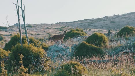 two young red deers walking by and looking into the camera