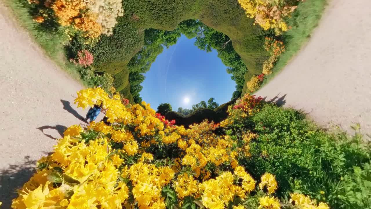 360-degree view of blooming yellow bushes and winding garden paths beneath a midday sun. Shot in a botanical garden