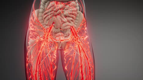 blood vessels of human body