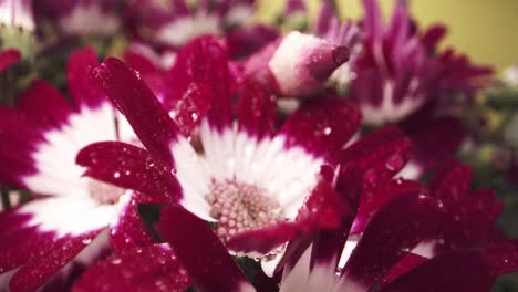 close up bouquet of white and purple daisies wet with dew