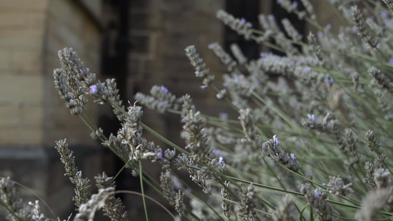 flores de lavanda que crecen en el antiguo cementerio tiro medio inclinado