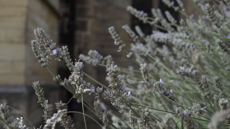 lavender flowers growing in old churchyard medium tilting shot