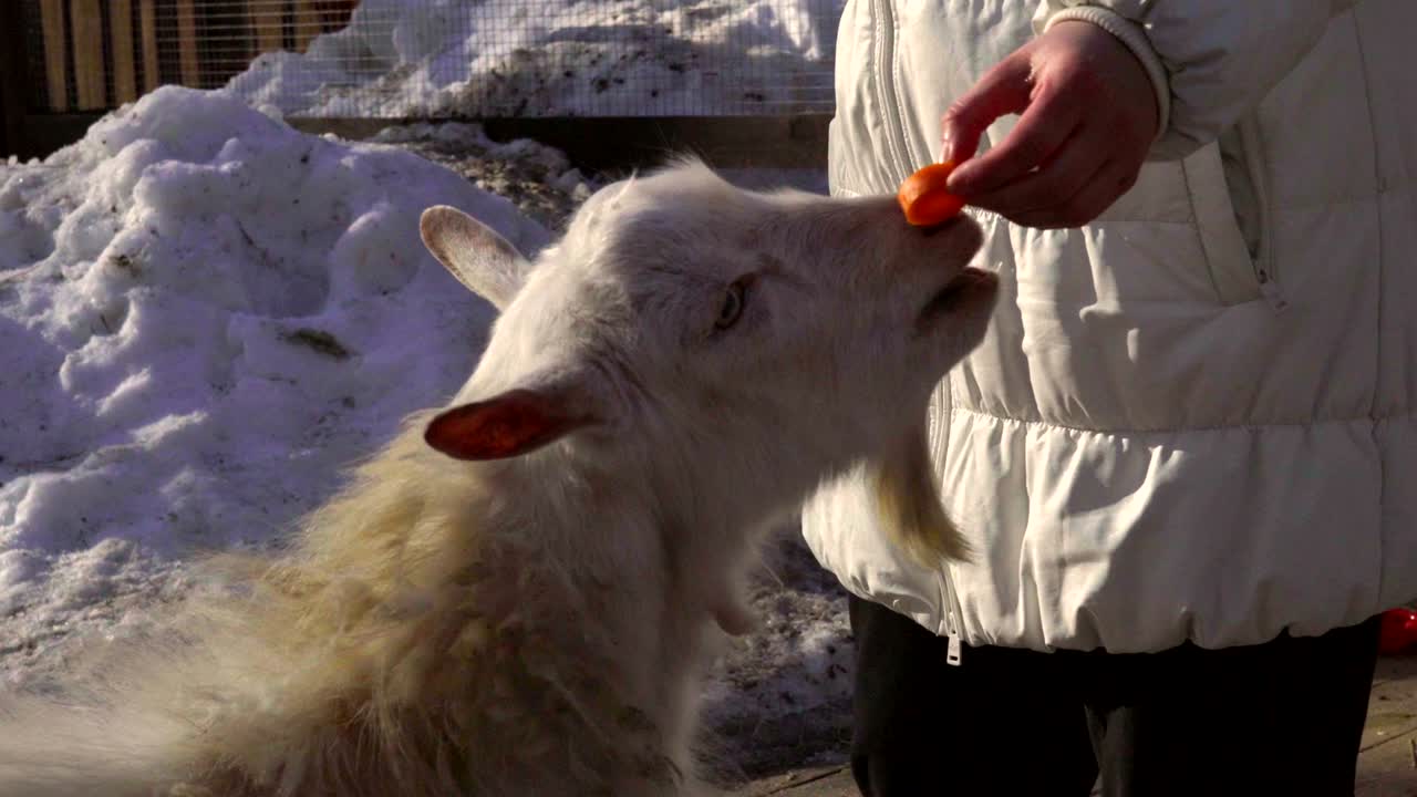 한 중년 여성이 어린 염소에게 먹이를 주고, 염소가 뒷다리 위에 서도록 강요하고, 그에게 당근을 먹여주며, 염소는 당근을 좋아한다.