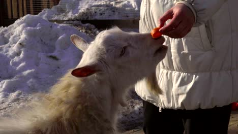 a middle-aged woman feeds a young goat. woman forced  the goat stand on his hind legs. she feeds him a carrot. goat loves carrots.