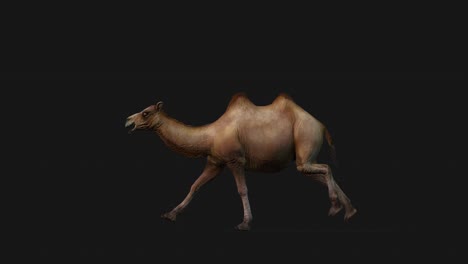 camel running, side view seamless loop