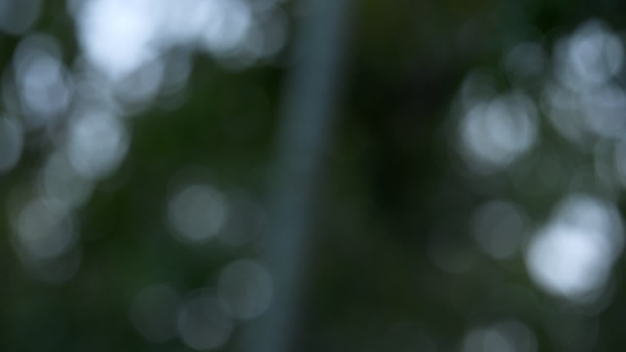 Esplora la bellezza della natura attraverso effetti bokeh sfocati che mettono in risalto un fogliame vivace