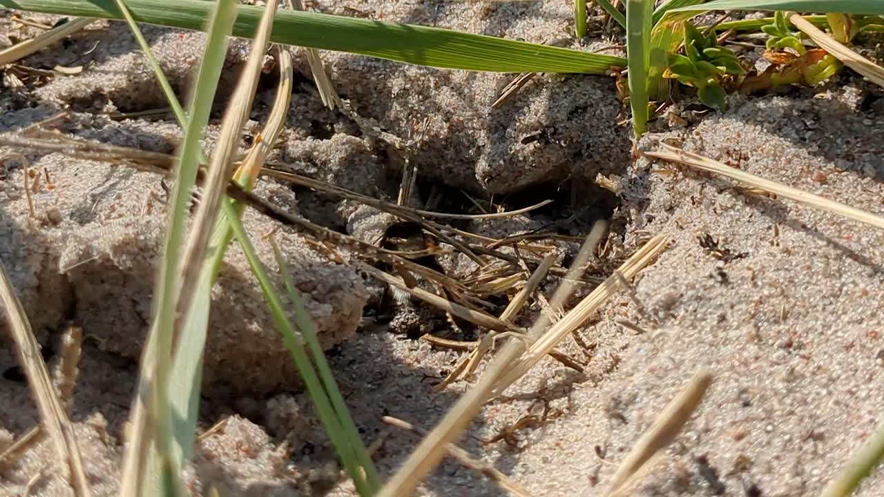 지하 벌집 밖의  ⁇ 벌의 4k 60fps 타임  ⁇ 스