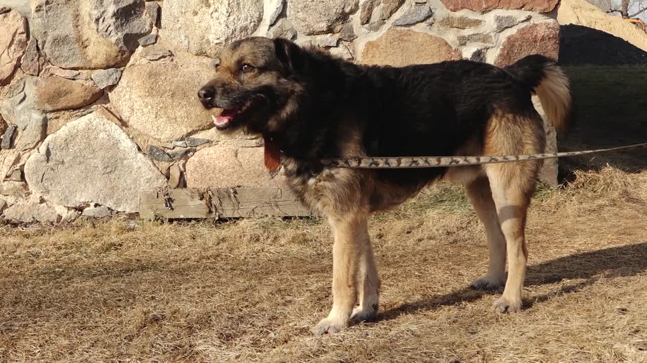 Medium-sized mixed breed dog with black and tan fur standing on dry grass, tethered with a chain near a rustic stone wall in warm sunlight