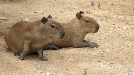 two capybara lying and relaxing on the ground in a zoo