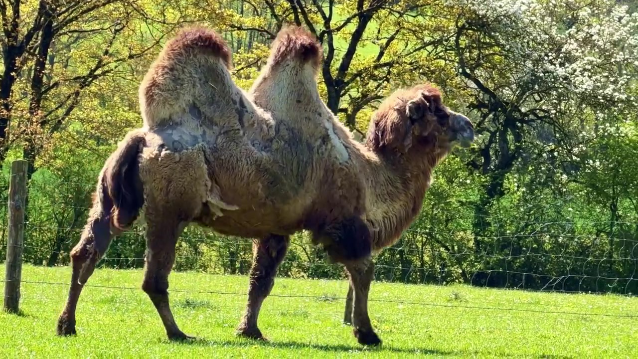 日中、草地の囲いの中を歩くフタコブラクダ（学名：Camelus bactrianus、ラクダ科）。二つのコブの解剖学的特徴と陸上移動行動を強調するカメラの追跡ショット。