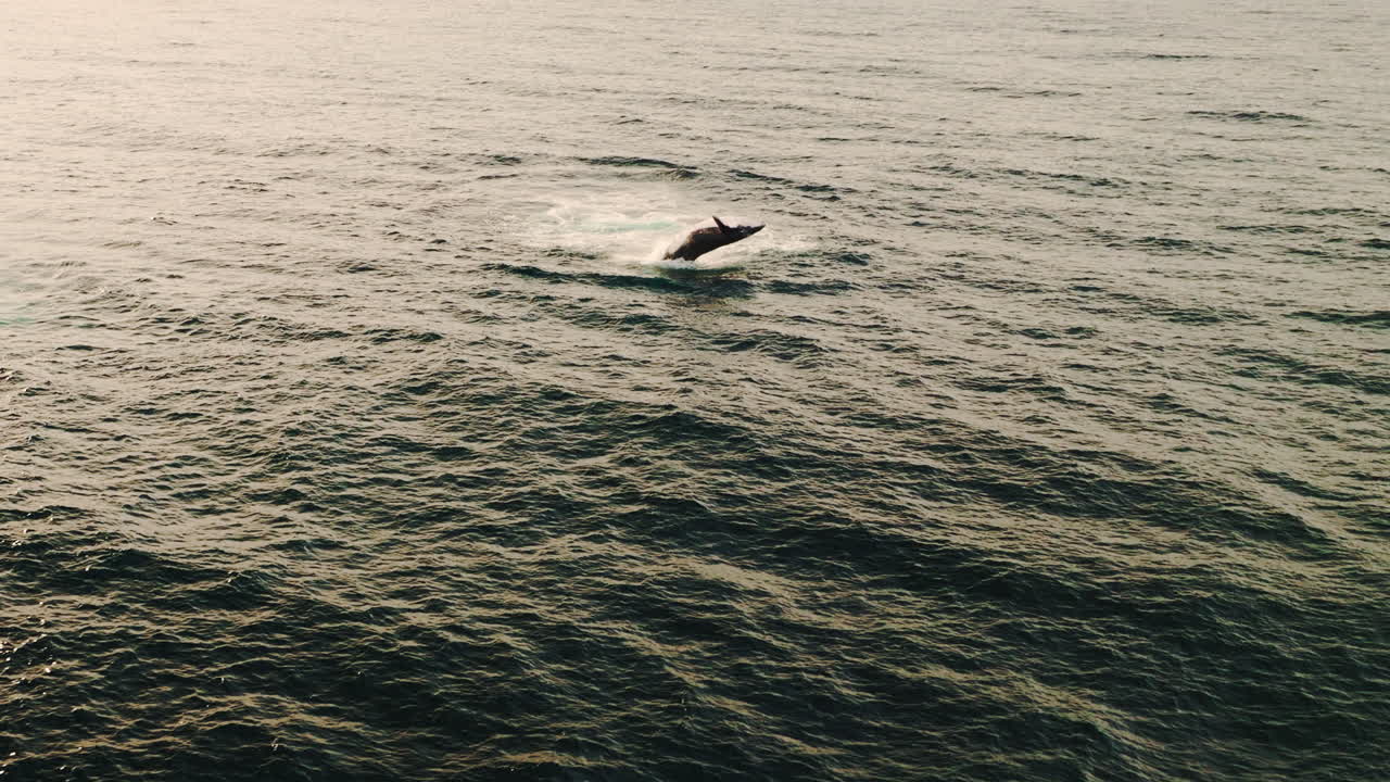 Drone view of humpback whale breaching surface playfully arching back and splashing
