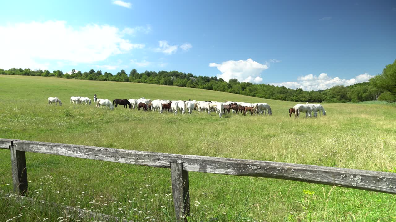 los caballos lipizzanos pastan en un prado verde